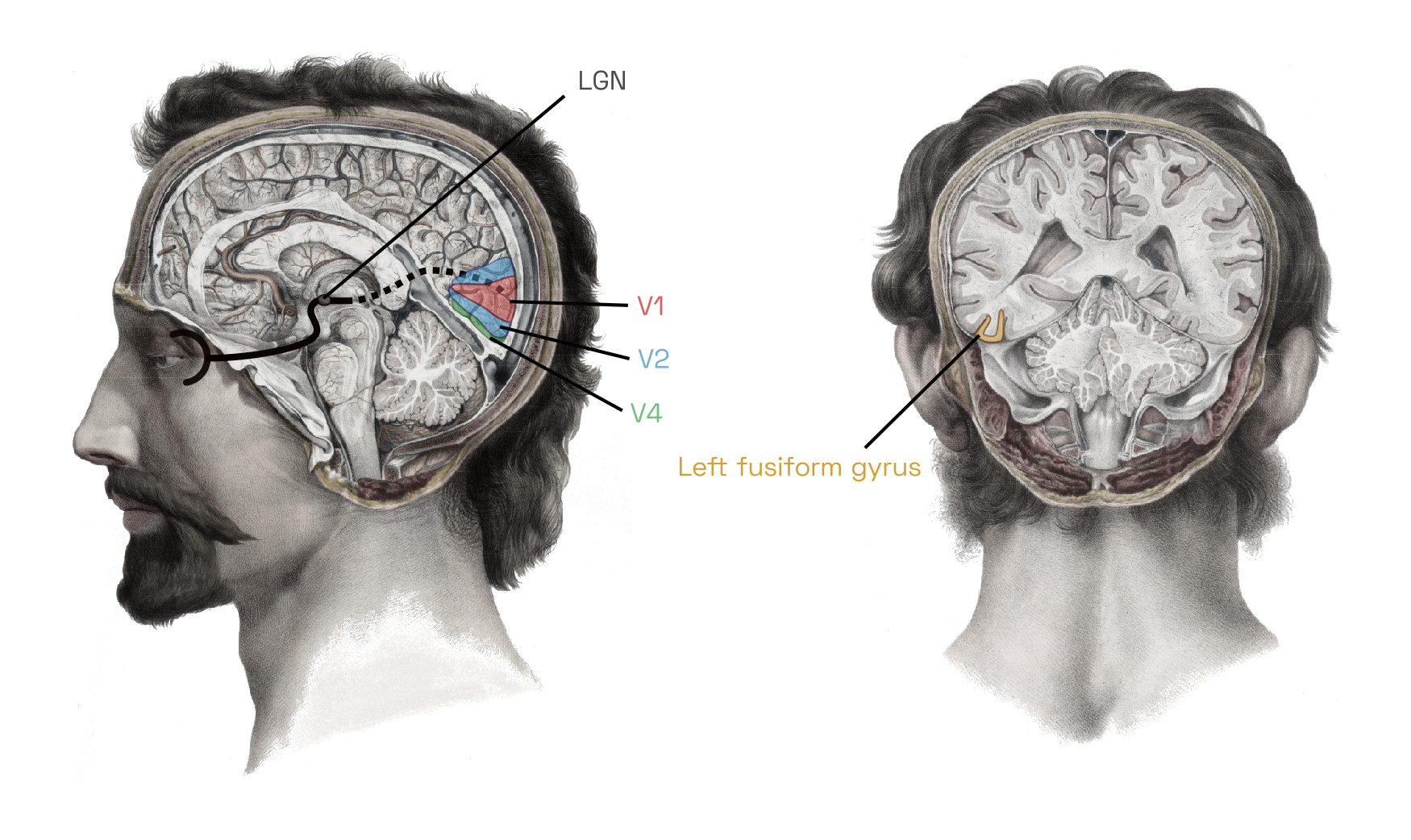 Anatomy; location of the visual cortex